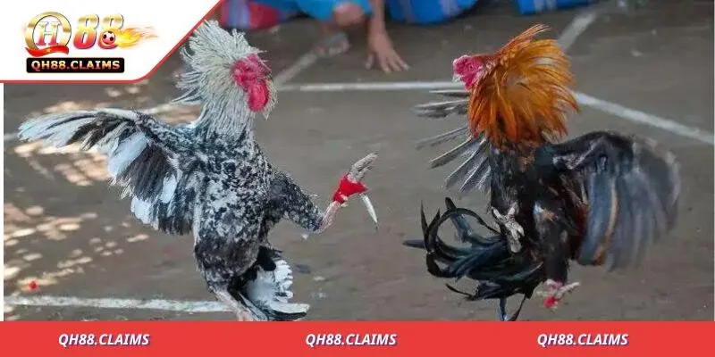 Cuộc đối đầu rực lửa chiến thắng chỉ trong tích tắc