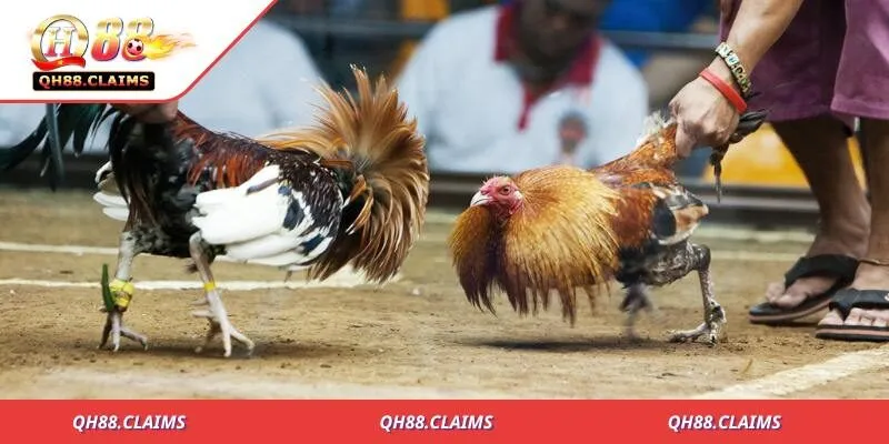 Trận chiến đỉnh cao chiến thắng dành cho kẻ mạnh nhất
