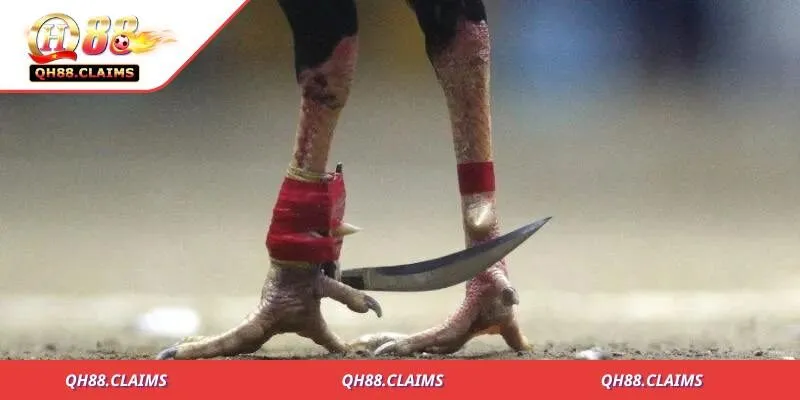 Đá gà cựa dao là gì là sân chơi dành cho người đam mê