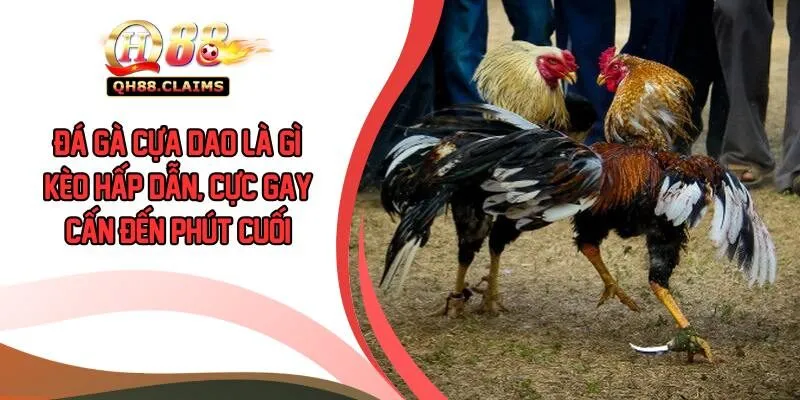 Đá Gà Cựa Dao Là Gì