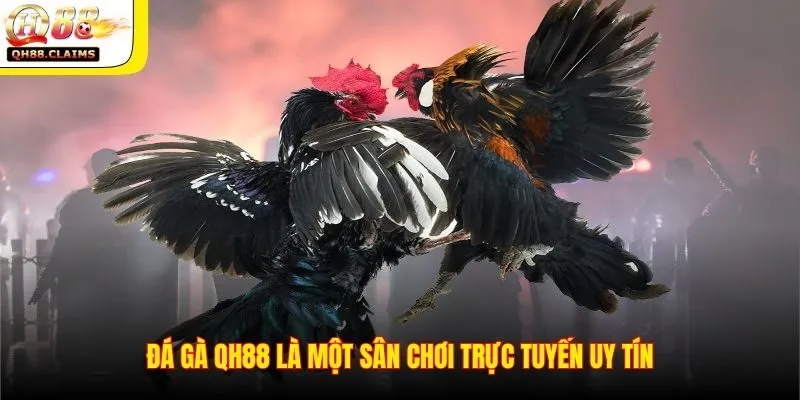 Cơ chế hoạt động và tính năng nổi bật của đá gà online tại QH88