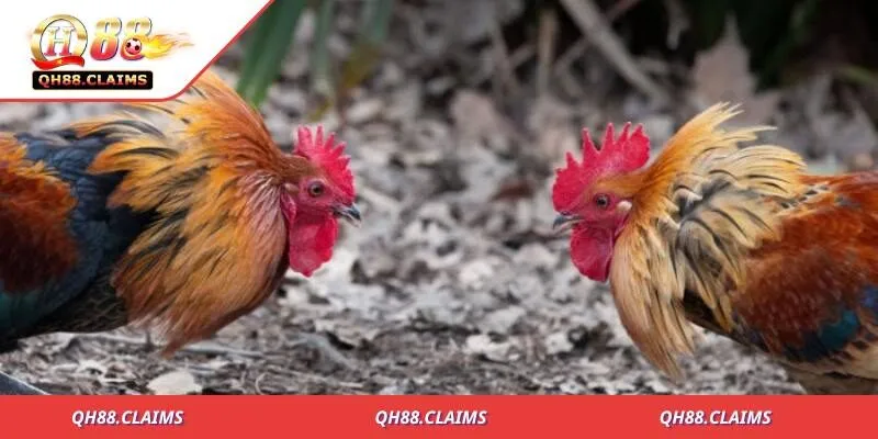 Khám Phá Thế Giới Luật Đá Gà Trực Tiếp - Những Điều Cần Biết 3 Biến thể cựa tròn