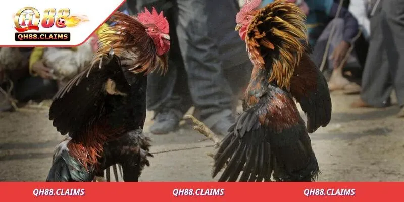 Khám Phá Thế Giới Luật Đá Gà Trực Tiếp - Những Điều Cần Biết 2 Quy trình diễn ra các trận đấu của loại hình đá gà