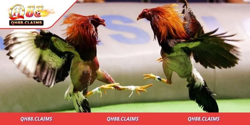 Khám Phá Thế Giới Luật Đá Gà Trực Tiếp - Những Điều Cần Biết 1 Tổng quan về luật đá gà trực tiếp