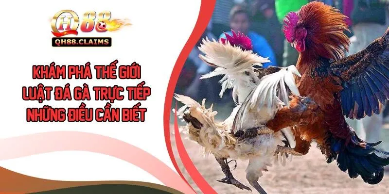 Luật Đá Gà Trực Tiếp