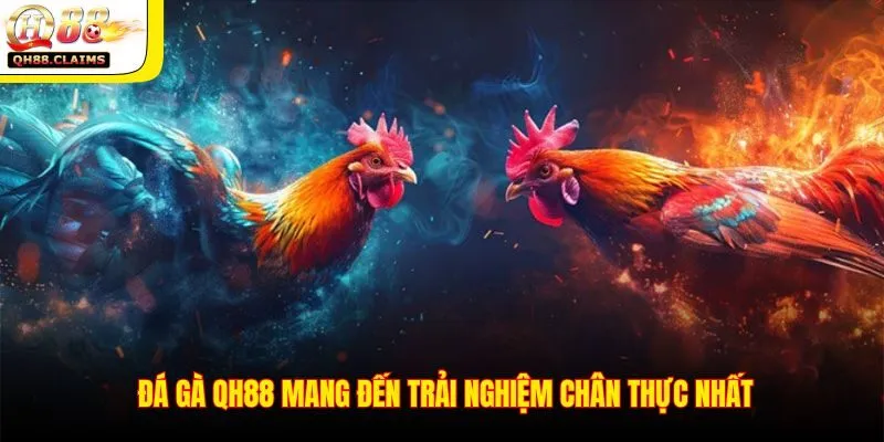 Các thể loại đá gà có tại QH88