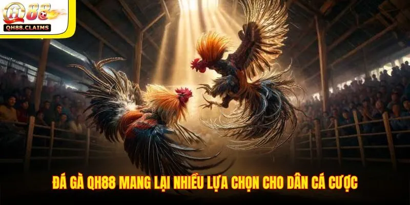 Đá gà Philippines, Campuchia – truyền hình trực tiếp HD