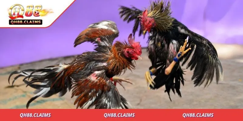 Nắm được các thuật ngữ chính trước khi đặt cược