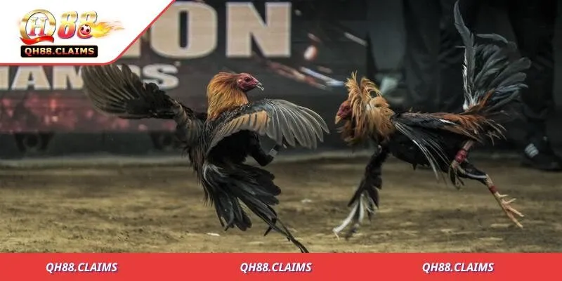 Thuật ngữ đá gà cựa dao đỉnh cao trúng lớn