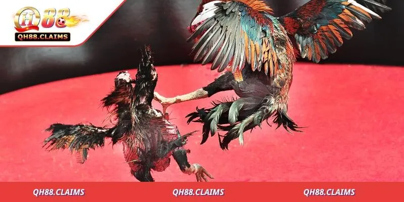 Danh sách các loại game thuật ngữ đá gà nổi bật nhất
