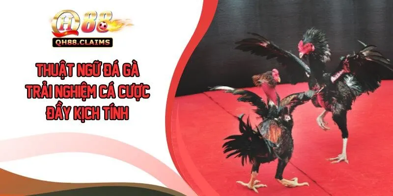 Thuật Ngữ Đá Gà